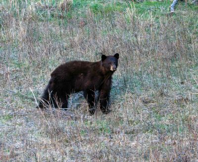 Black Bear Near Floating Island Lake Crusing for Food.jpg