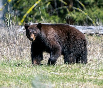 Black Bear Near Slough Creek on the Trail.jpg