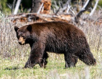 Black Bear on the Move at Slough Creek.jpg