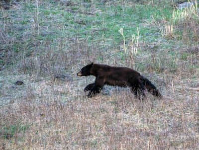 Black Bear Running Near Floating Island Lake.jpg