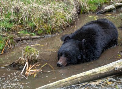 Black Bear Soaking.jpg