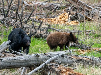 Black Bear Sow with Cinnamon Yearling.jpg