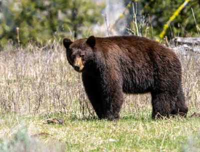 Black Bear Staredown at Slough Creek.jpg