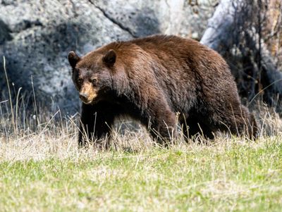 Chonky Black Bear at Slough Creek.jpg