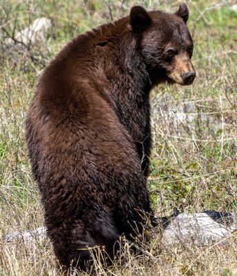 Cinnamon Black Bear at Slough Creek.jpg