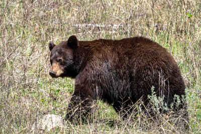 Cinnamon Black Bear in a Meadow at Slough Creek.jpg