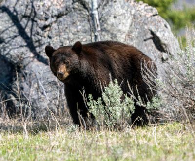 Cinnamon Black Bear in front of a rock at Slough Creek.jpg