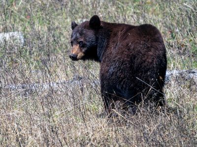 Cinnamon Black Bear Looking Back at Slough Creek.jpg