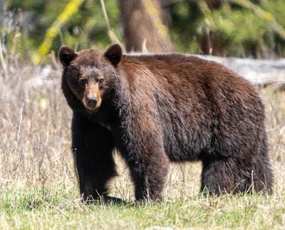 Cinnamon Black Boar at Slough Creek.jpg