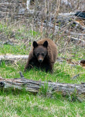 Black Bears