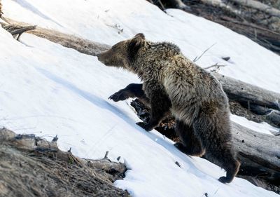 Climbing Cub.jpg