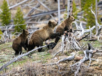 Climbing Grizzlies.jpg