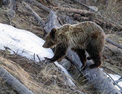 Cub Climbing Over a Log.jpg