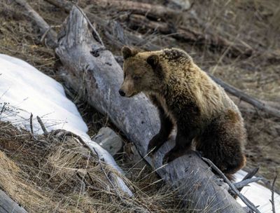Cub on a Log.jpg