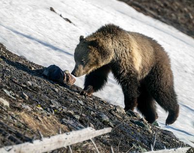 Cub on the Hillside.jpg