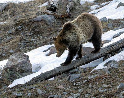 Cub on the Log.jpg