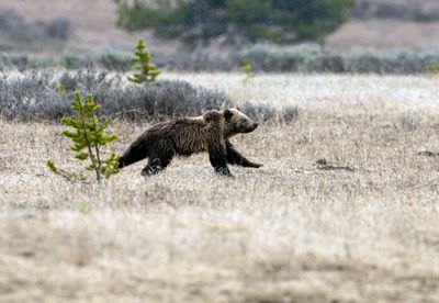 Cub on the Run.jpg