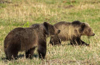 Cubs at Tower Junction.jpg