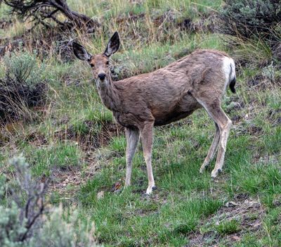 Deer.jpg