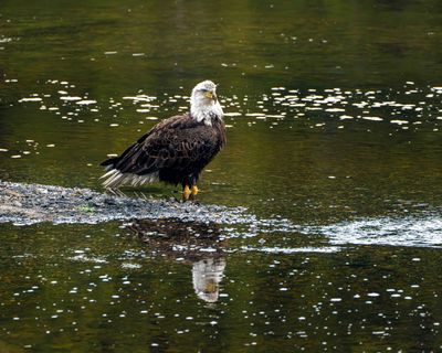 Eagle at Otter Creek.jpg
