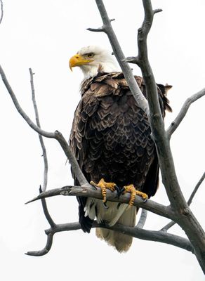 Eagle at Tom Minor.jpg