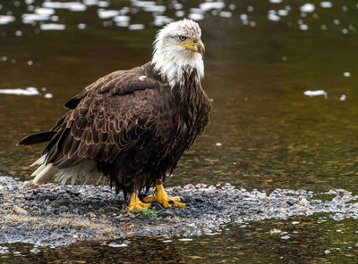Eagle in the Yellowstone River.jpg