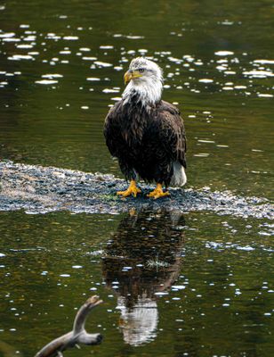 Eagle Reflection.jpg