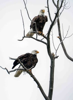 Eagles in a Tree.jpg