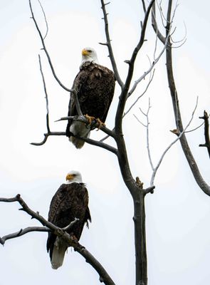 Eagles.jpg