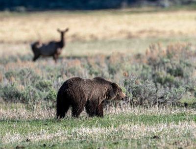 Elk Watching a Grizzly at Tower Junction.jpg