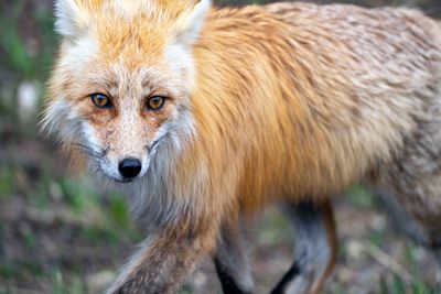 Fox Closeup.jpg