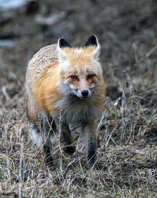 Fox in the Grass.jpg