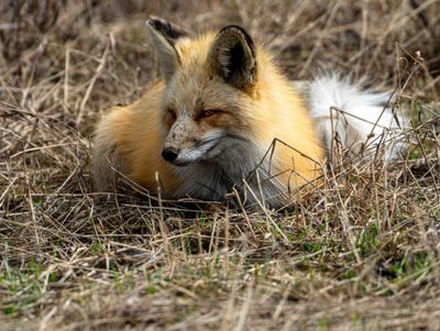 Fox Laying Down.jpg