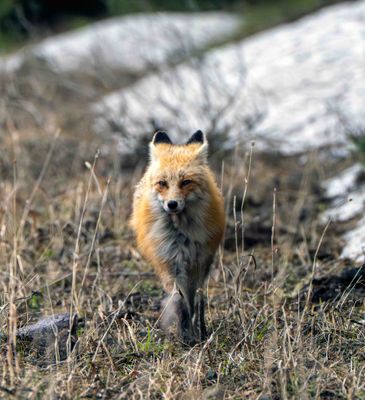 Fox Near Baronette.jpg