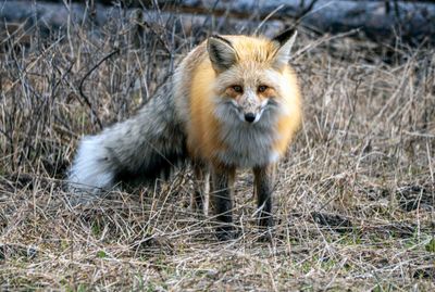 Fox near the NE entrance.jpg