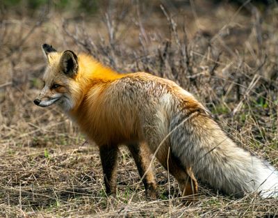 Fox Side.jpg