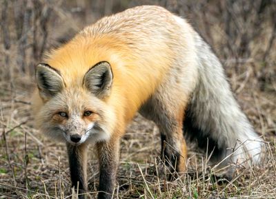 Fox Stare.jpg
