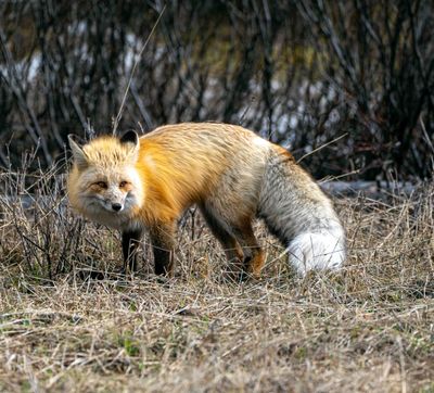 Fox with a Fluffy Tail.jpg
