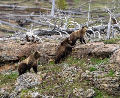Grizzlies Climbing the Rocks.jpg
