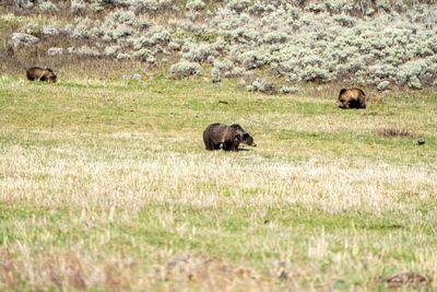 Grizzlies in the Meadow at Tower Junction.jpg