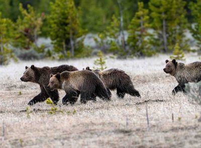 Grizzlies on the Move.jpg