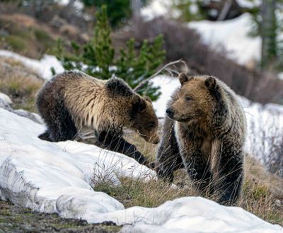 Grizzlies on the snow.jpg