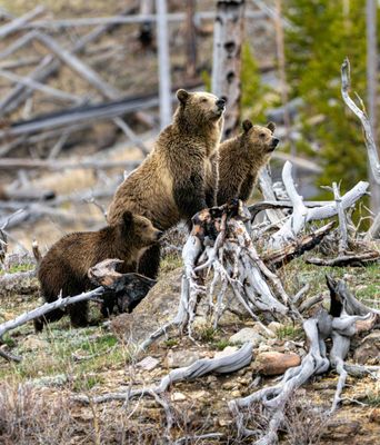 Grizzlies with noses up.jpg