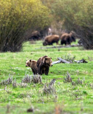 Grizzly and Sow Near the Confluence.jpg