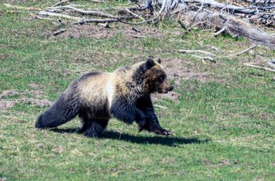 Grizzly at Mud Volcano on the Run.jpg