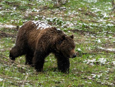 Grizzly Boar Near Steamboat with Snow on his Back.jpg