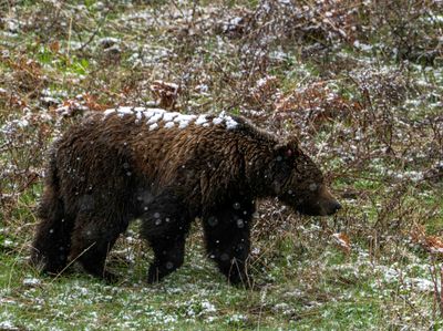 Grizzly Boar Near Steamboat.jpg