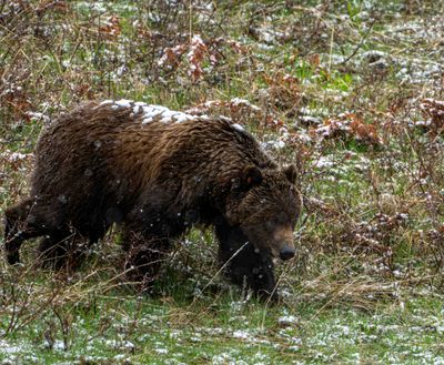 Grizzly Boar with Snow on His Back.jpg