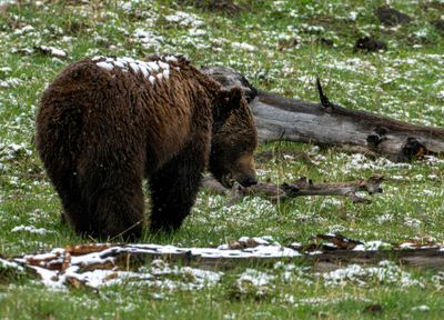 Grizzly Boar.jpg