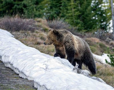 Grizzly Climbing Over the Snow.jpg